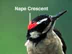 Nape Crescent