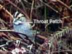 Throat Patch