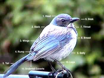 Identification Order of Bird