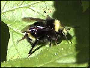 Yellow-faced Bumble Bee (Drone)