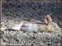 Brush Bunny Basking in Sun