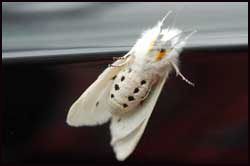 Yellow Woollybear Moth Underside