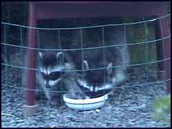 Raccoons Feeling Their Oats