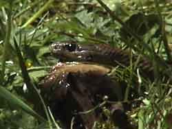 Red-striped Garter Snake with Banana Slug