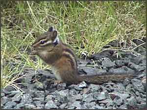 Chipmunks Body