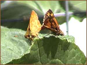 Woodland Skippers Mating