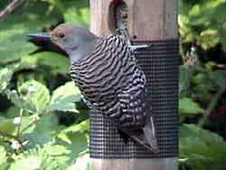 Northern Flicker Red-shafted Female (No Tail)
