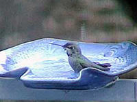 Anna's Hummingbird Taking a Bath