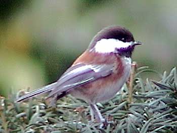 Chestnut-backed Chickadee