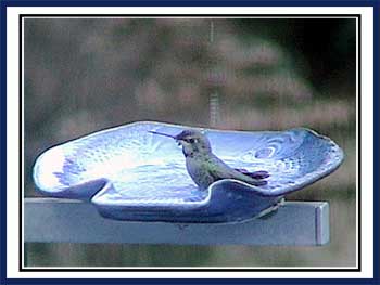 Anna's Hummingbird Bath