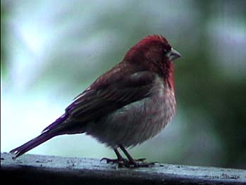 Purple Finch