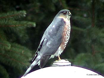 Sharp-shinned Hawk