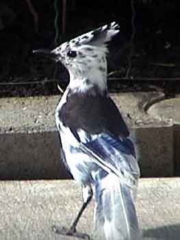 Partial Albino Steller's Jay (View of Back)