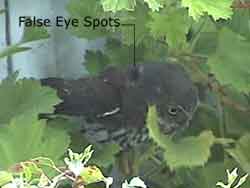Northern Pygmy-Owl Eyespots
