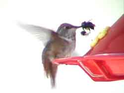 Rufous Hummingbird & Bee 1