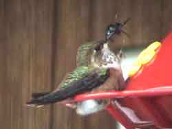 Rufous Hummingbird & Bee 3