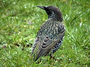 Starling Pics