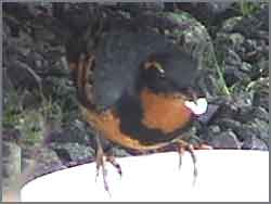 Varied Thrush Eating Oats