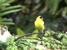 American Goldfinch Singing