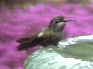Anna's Hummingbird Bathing