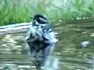 Black-throated Gray Warbler Bathing