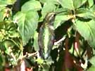 Broad-tailed Hummingbird Chirps