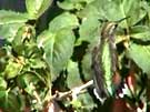 Broad-tailed Hummingbird Tail Display