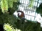 Chestnut-backed Chickadee Collecting Fur
