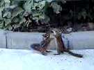 Townsend's Chipmunks in a Tussle