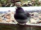 Slate-colored Junco Drinking
