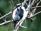 Downy Woodpecker Preening