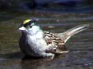 Golden-crowned Sparrow Bathing