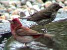 Purple Finches Drinking