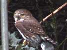 Northern Pygmy-Owl Perching