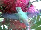 Rufous Hummingbird at Bottlebrush