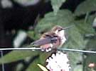 Rufous Hummingbird Shower
