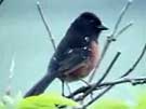 Spotted Towhee Singing