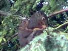 Douglas Squirrels Mating