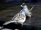 White-crowned Sparrow Drinking