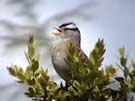 White-crowned Sparrow Singing
