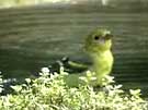 Western Tanager Bathing