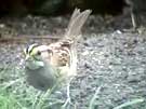 White-throated Sparrow Foraging