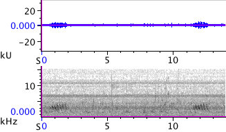 Waveform & Spectrogram of Purple Finch