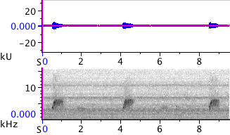 Waveform & Spectrogram of Spotted Towhee